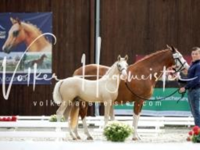Deutsches Reitpony Fohlenchampionat 21