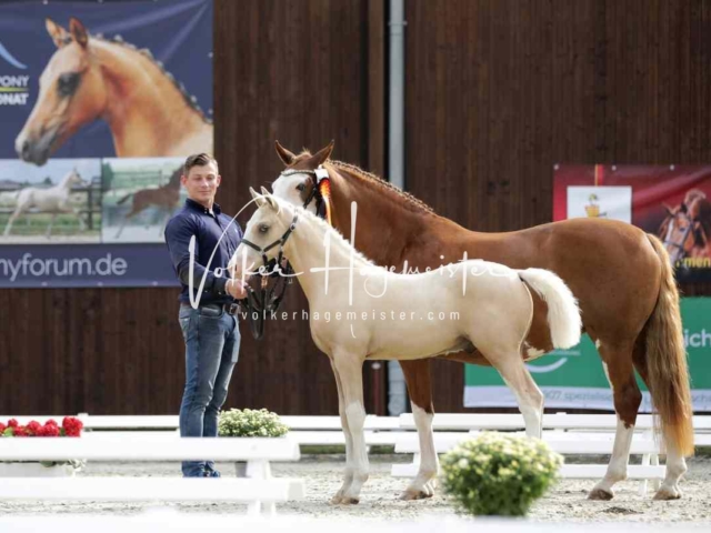 Deutsches Reitpony Fohlenchampionat 22