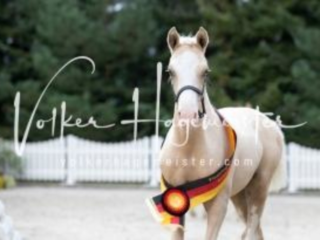 Deutsches Reitpony Fohlenchampionat 23