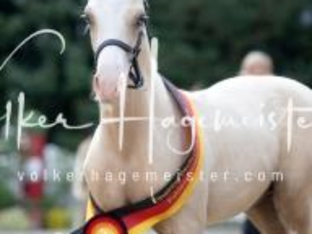 Deutsches Reitpony Fohlenchampionat 24