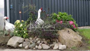 Regionalschau S-H/HH e.V. IG Welsh 19