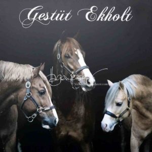 Regionalschau S-H/HH e.V. IG Welsh 28