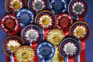 Regionalschau S-H/HH e.V. IG Welsh 2