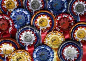 Regionalschau S-H/HH e.V. IG Welsh 3