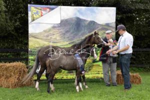 Regionalschau S-H/HH e.V. IG Welsh 6