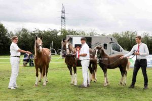 Regionalschau S-H/HH e.V. IG Welsh 8