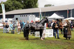 Regionalschau S-H/HH e.V. IG Welsh 9