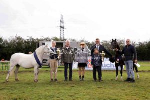 Regionalschau S-H/HH e.V. IG Welsh 11