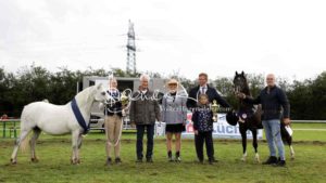 Regionalschau S-H/HH e.V. IG Welsh 12