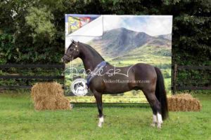 Regionalschau S-H/HH e.V. IG Welsh 13