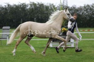 Regionalschau S-H/HH e.V. IG Welsh 6