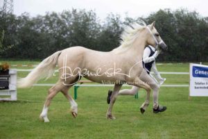 Regionalschau S-H/HH e.V. IG Welsh 7