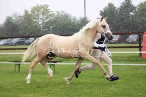 Regionalschau S-H/HH e.V. IG Welsh 8