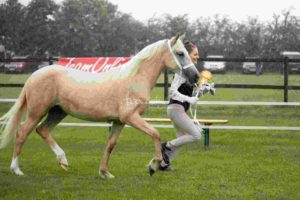 Regionalschau S-H/HH e.V. IG Welsh 9