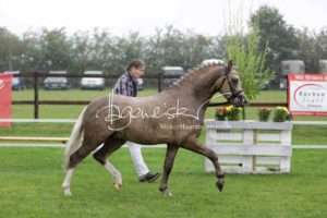 Regionalschau S-H/HH e.V. IG Welsh 10