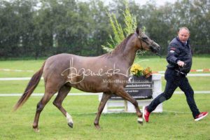 Regionalschau S-H/HH e.V. IG Welsh 12