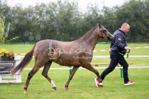 Regionalschau S-H/HH e.V. IG Welsh 13