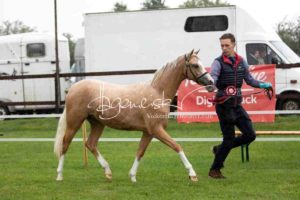 Regionalschau S-H/HH e.V. IG Welsh 15