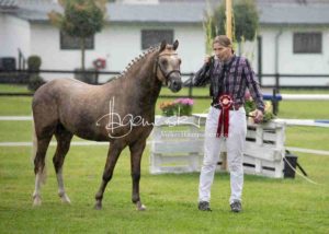 Regionalschau S-H/HH e.V. IG Welsh 18