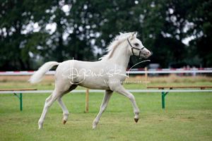 Regionalschau S-H/HH e.V. IG Welsh 22