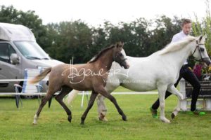 Regionalschau S-H/HH e.V. IG Welsh 23