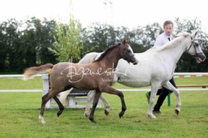 Regionalschau S-H/HH e.V. IG Welsh 24