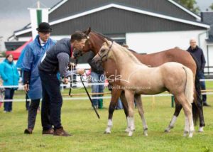 Regionalschau S-H/HH e.V. IG Welsh 25