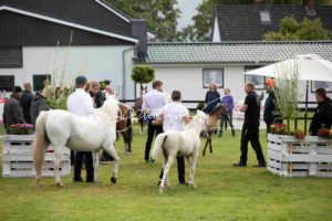 Regionalschau S-H/HH e.V. IG Welsh 27