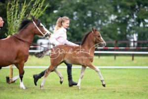 Regionalschau S-H/HH e.V. IG Welsh 29