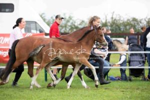 Regionalschau S-H/HH e.V. IG Welsh 1