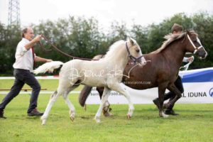 Regionalschau S-H/HH e.V. IG Welsh 3