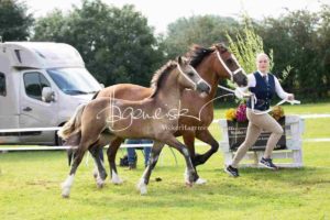 Regionalschau S-H/HH e.V. IG Welsh 4