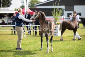 Regionalschau S-H/HH e.V. IG Welsh 5