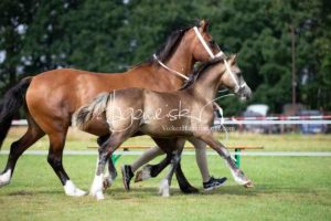 Regionalschau S-H/HH e.V. IG Welsh 6