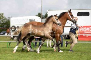 Regionalschau S-H/HH e.V. IG Welsh 7