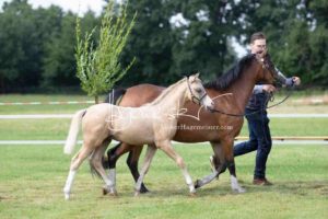 Regionalschau S-H/HH e.V. IG Welsh 8