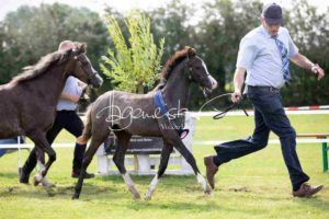 Regionalschau S-H/HH e.V. IG Welsh 11