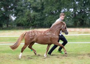 Regionalschau S-H/HH e.V. IG Welsh 13