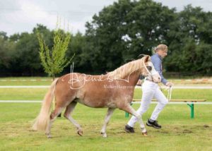 Regionalschau S-H/HH e.V. IG Welsh 14