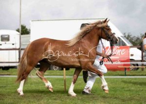 Regionalschau S-H/HH e.V. IG Welsh 15