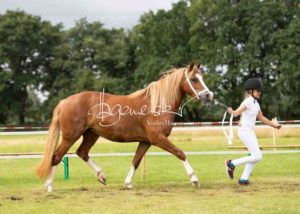 Regionalschau S-H/HH e.V. IG Welsh 16