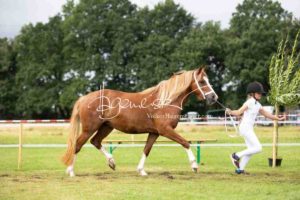 Regionalschau S-H/HH e.V. IG Welsh 17