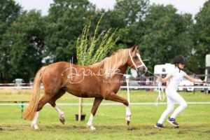 Regionalschau S-H/HH e.V. IG Welsh 18