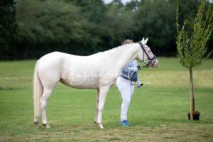 Regionalschau S-H/HH e.V. IG Welsh 24