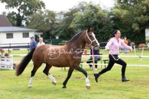 Regionalschau S-H/HH e.V. IG Welsh 2