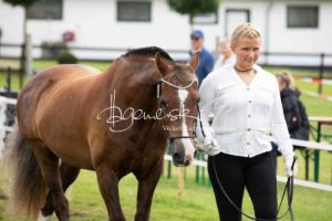 Regionalschau S-H/HH e.V. IG Welsh 3