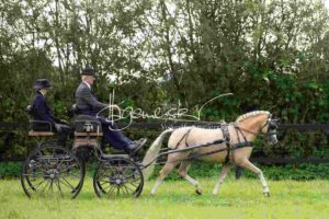 Regionalschau S-H/HH e.V. IG Welsh 11