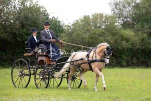 Regionalschau S-H/HH e.V. IG Welsh 12