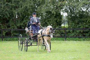 Regionalschau S-H/HH e.V. IG Welsh 13