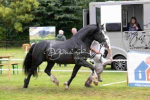 Regionalschau S-H/HH e.V. IG Welsh 16